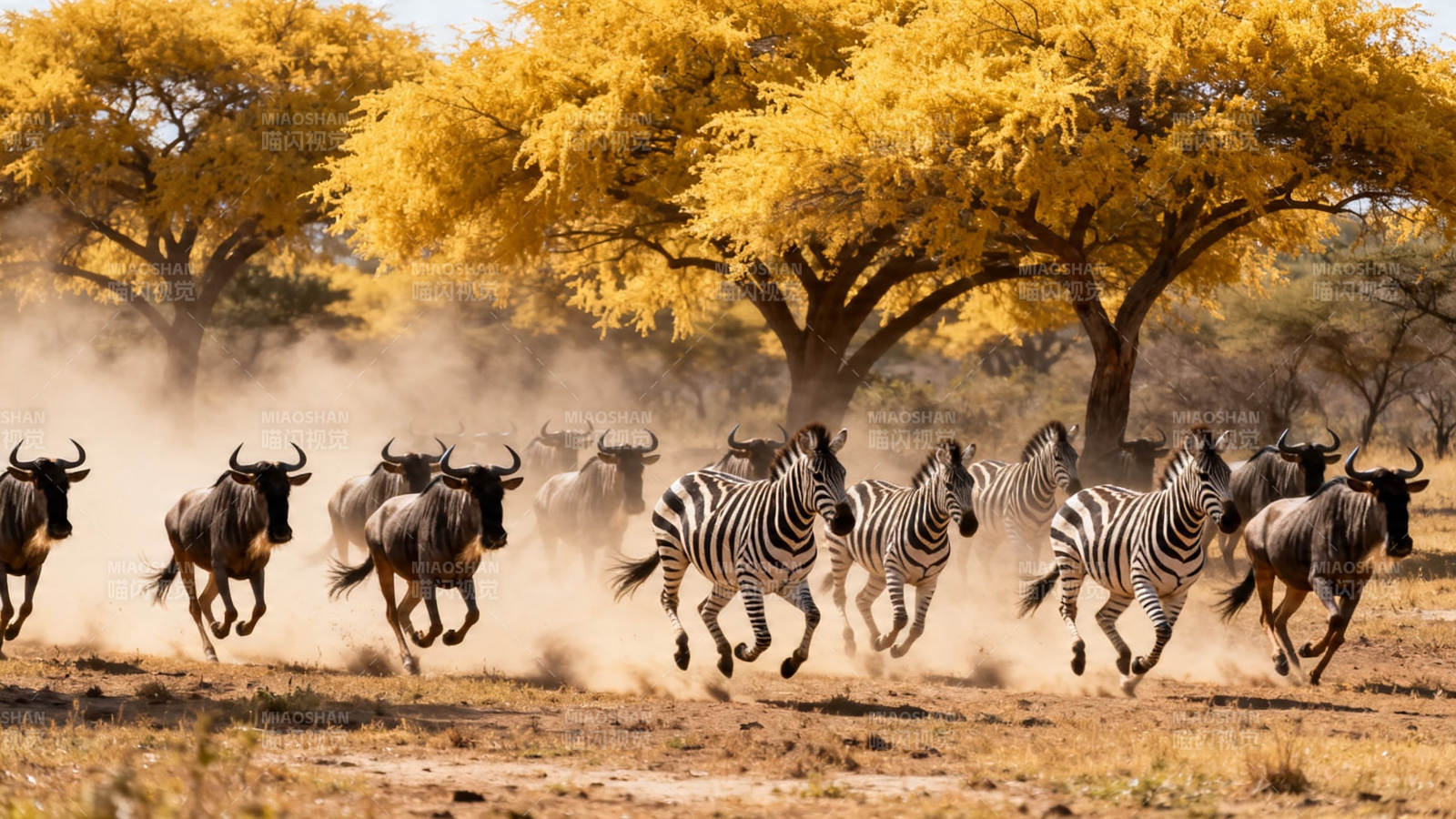 草原奔兽 斑马角马共驰骋图片