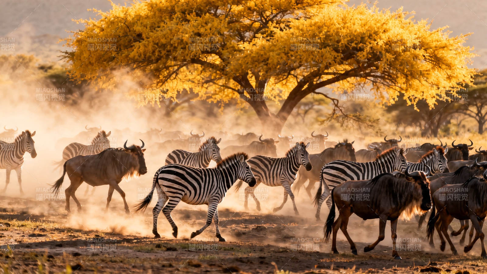 草原迁徙 斑马与角马共舞图片