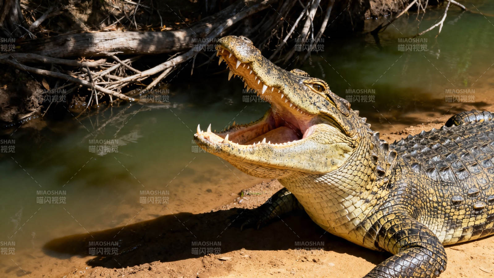 鳄鱼张嘴晒太阳图片