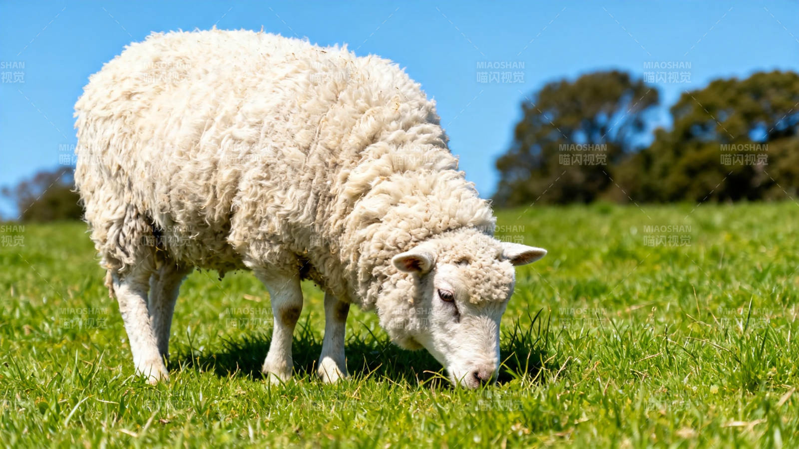 白羊绿野吃草图图片