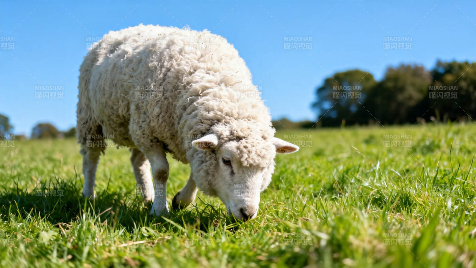 白羊绿野吃草忙图片