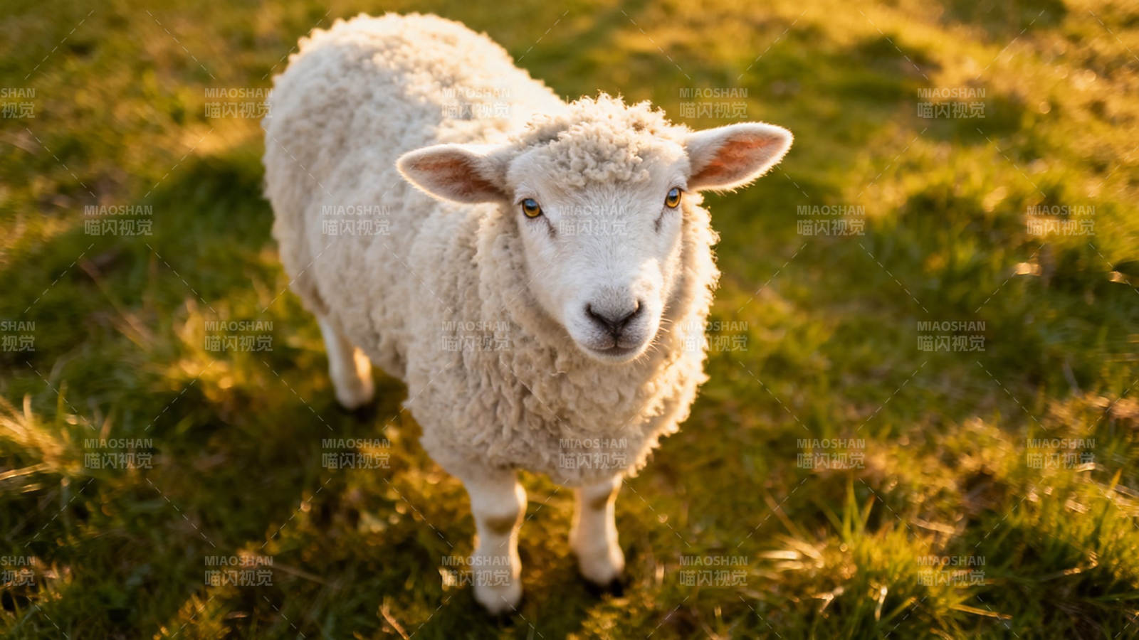 夕阳下的小羊凝视镜头图片