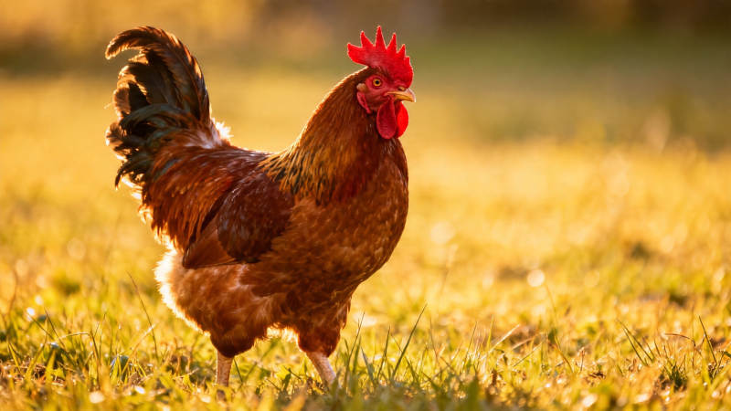 晨光中的红冠公鸡图片