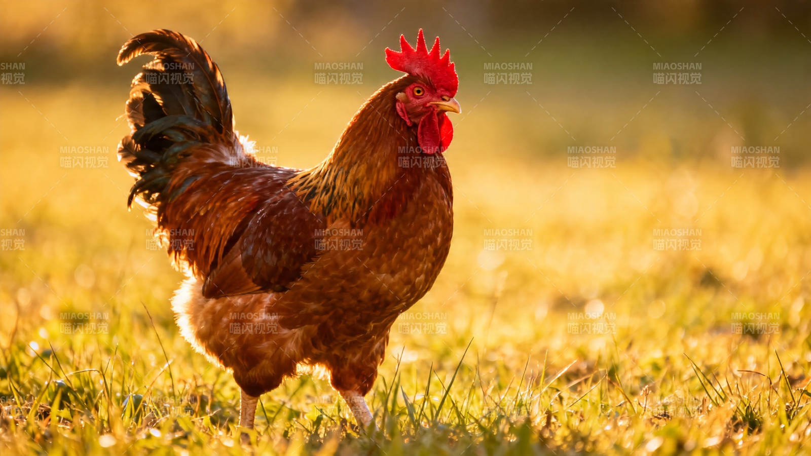 晨光中的红冠公鸡图片