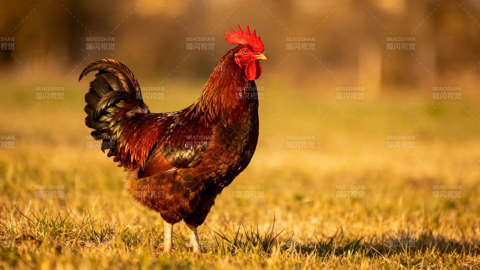 金羽雄鸡立草间图片