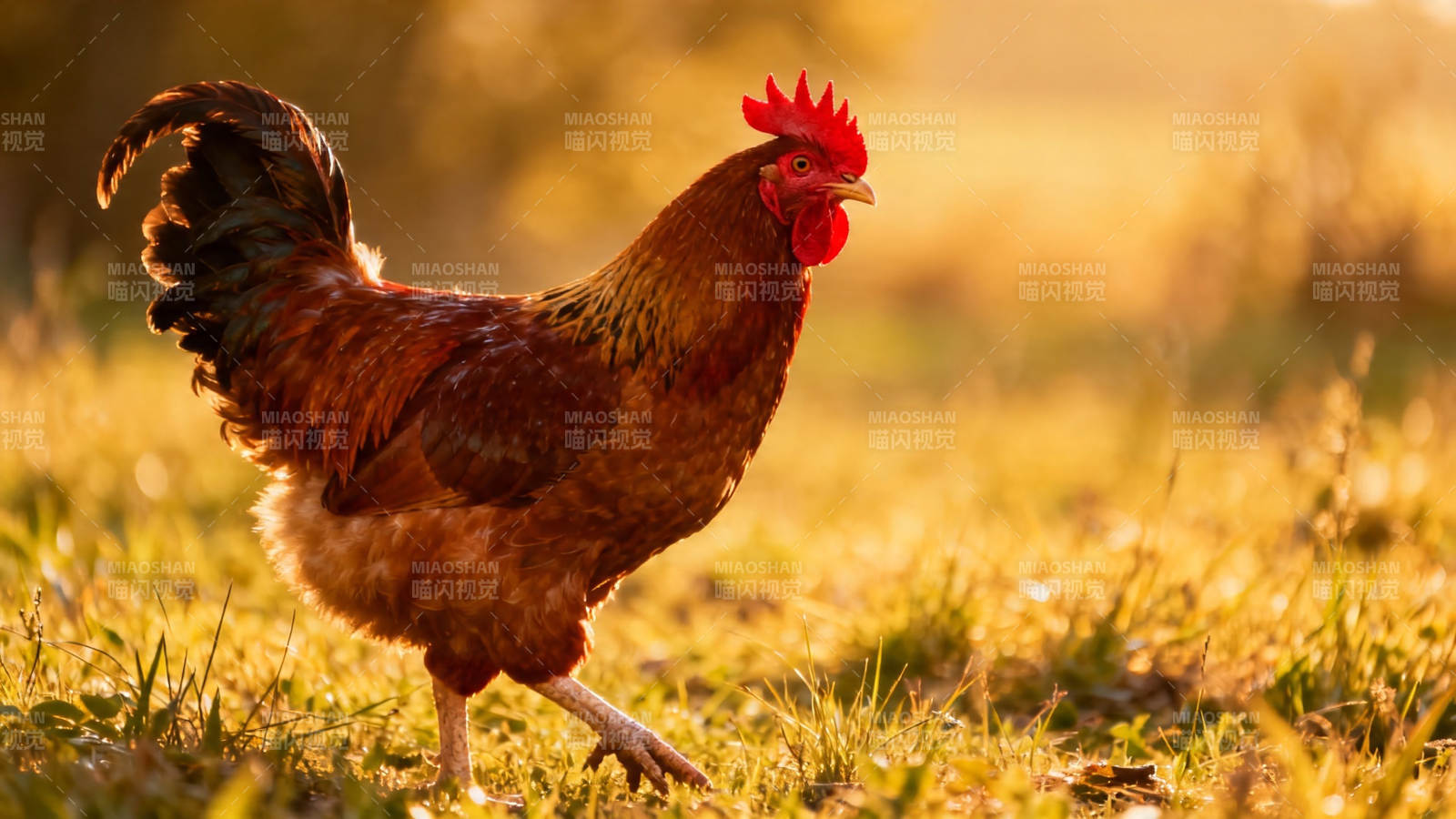 晨光中的雄鸡漫步草地图片