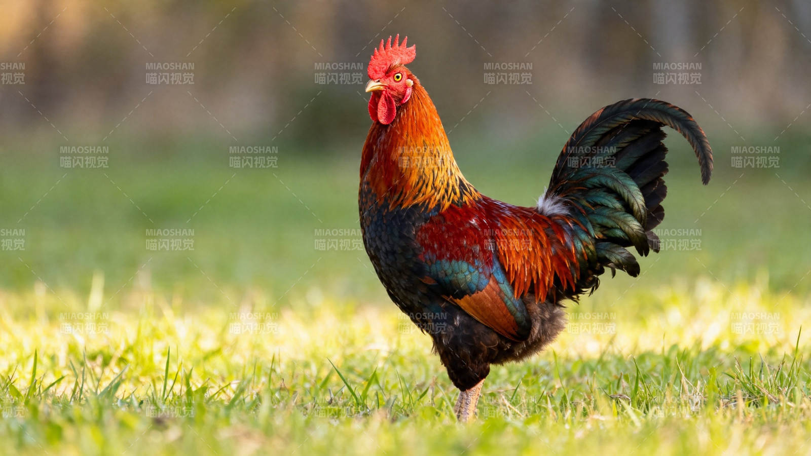 晨光中的雄鸡昂首啼鸣图片