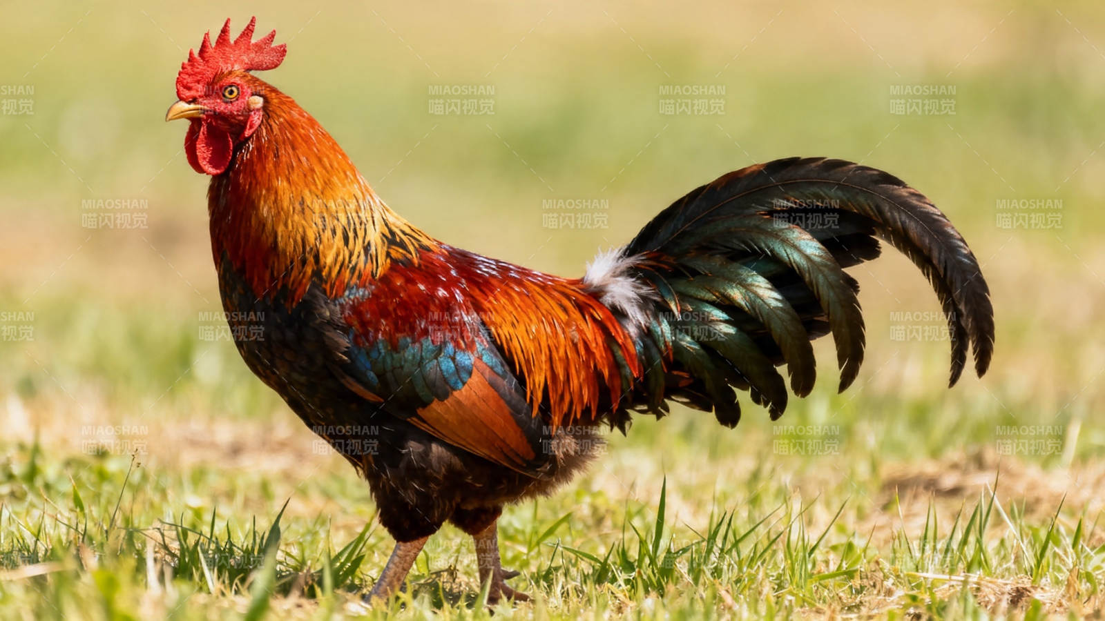 彩羽公鸡昂首啼鸣图片