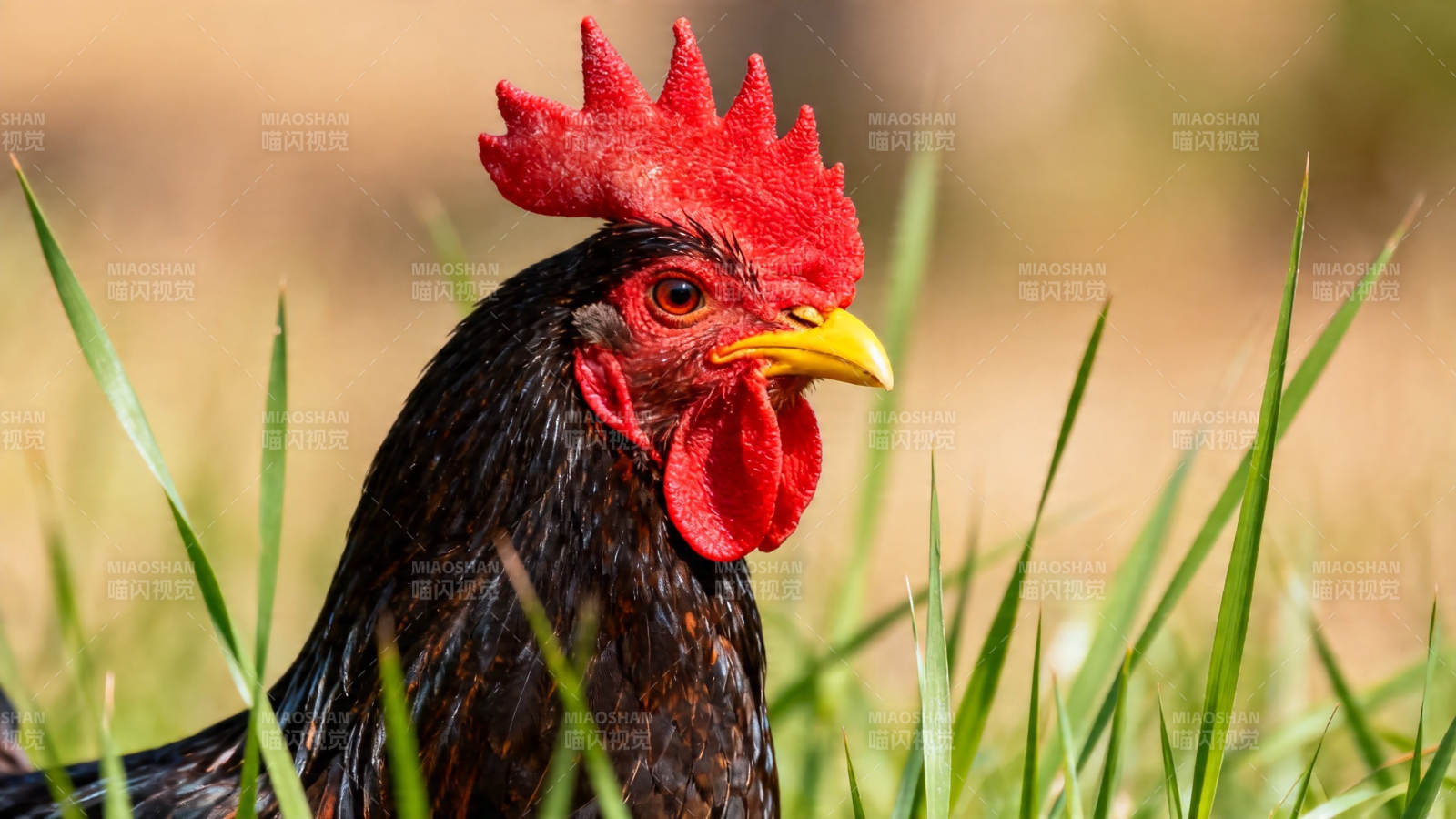 红冠黑羽鸡立草丛中图片