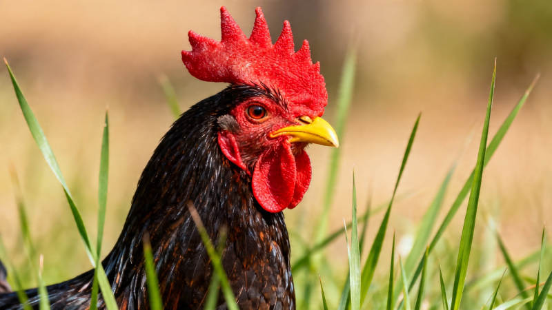 红冠黑羽鸡立草丛中图片