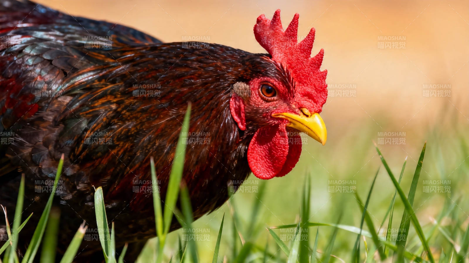 红冠公鸡草地觅食图片