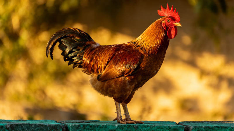 金冠雄鸡立绿栏图片