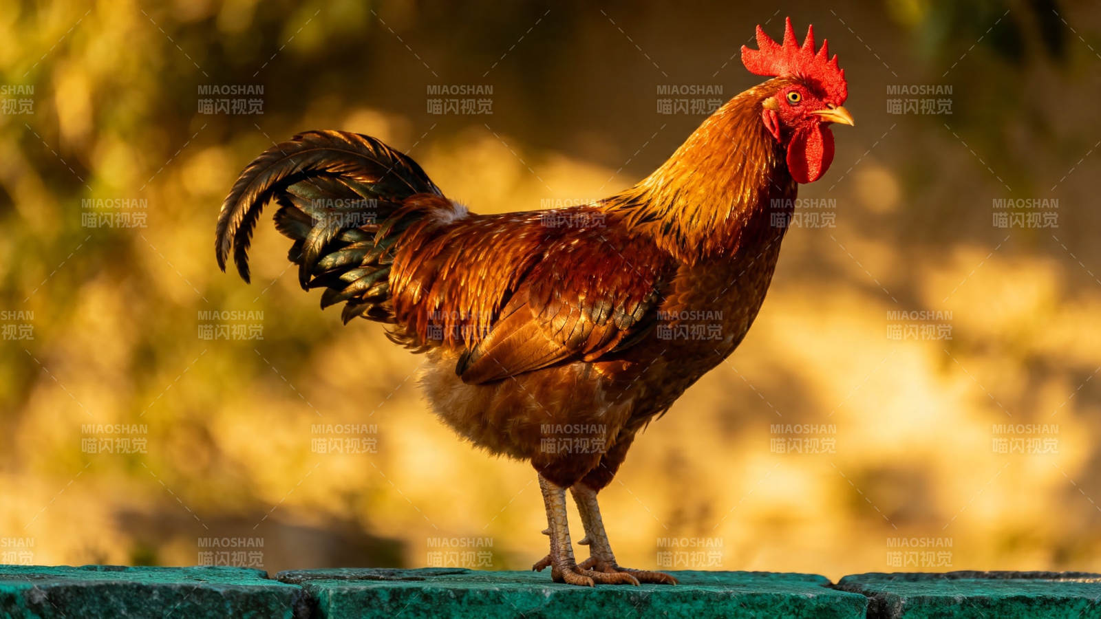 金冠雄鸡立绿栏图片