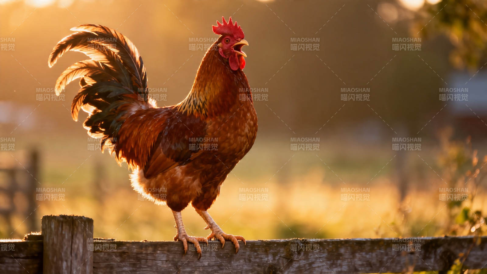 晨光中的雄鸡报晓图片
