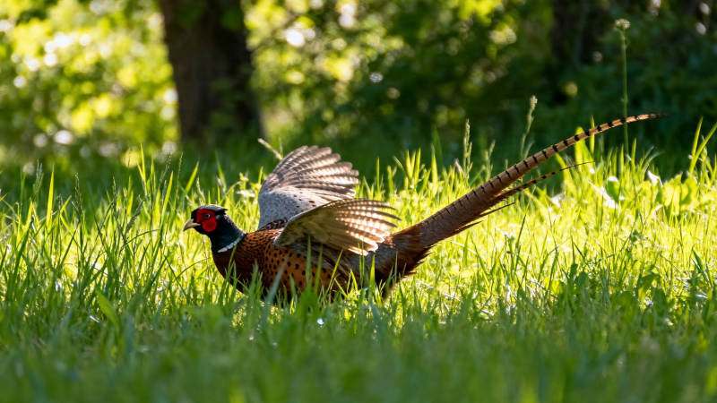 雉鸡展翅跃草丛图片