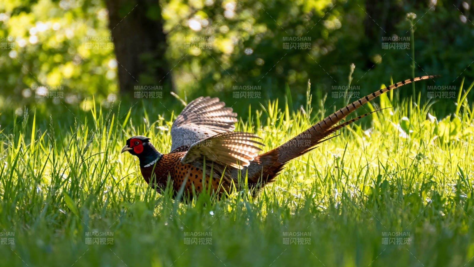 雉鸡展翅跃草丛图片