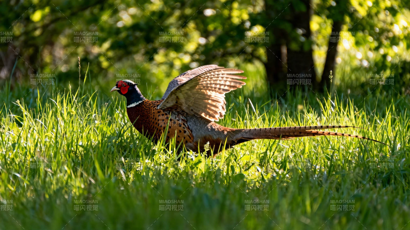 林间雉鸡展翅欲飞图片