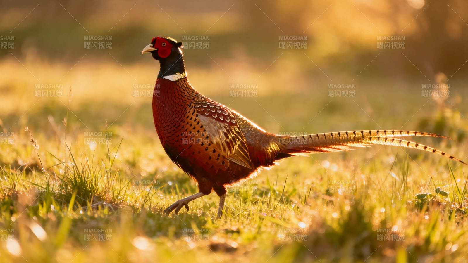 金辉雉影 草间漫步图片