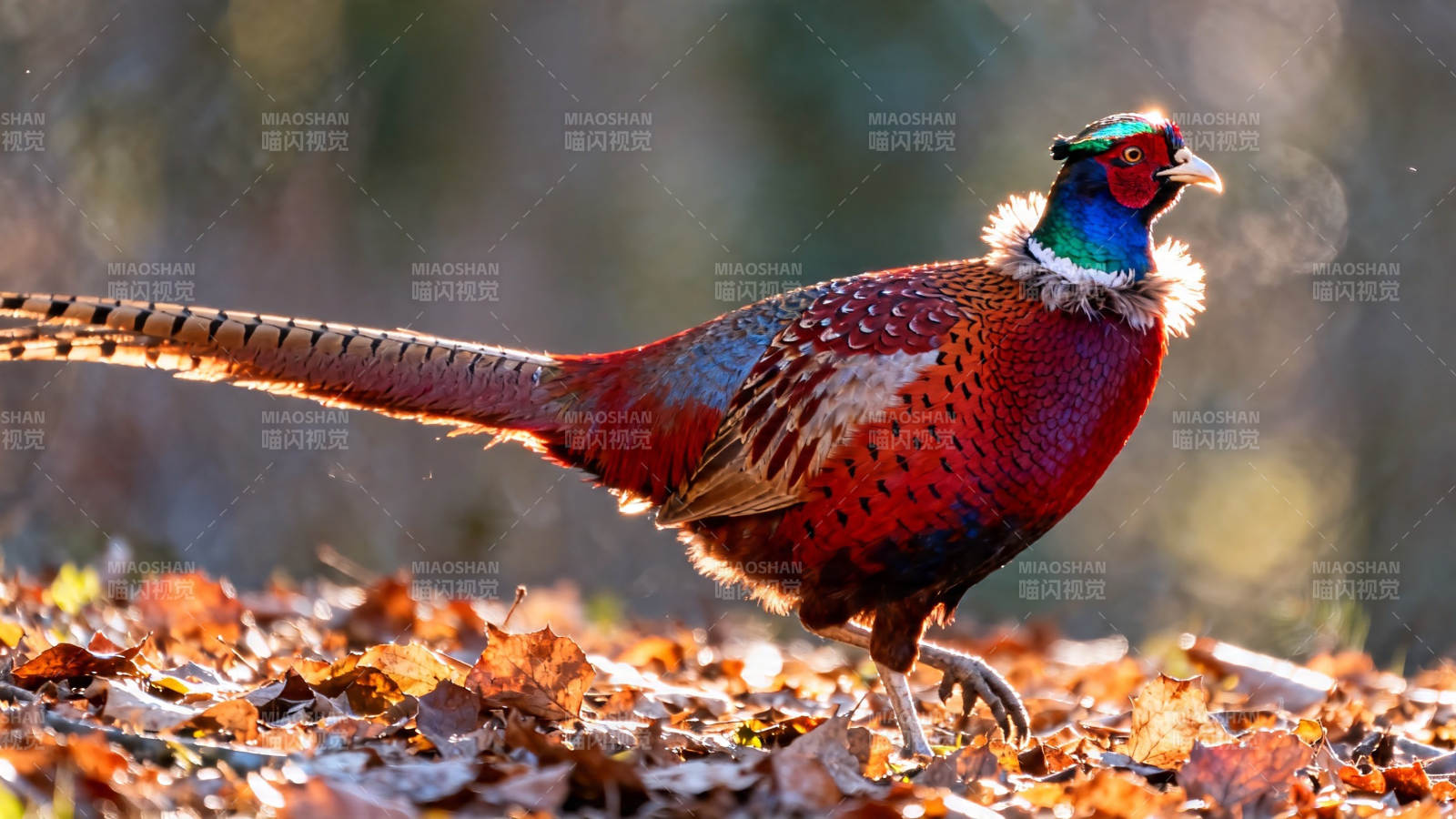 秋日彩 pheasant 漫步落叶间图片