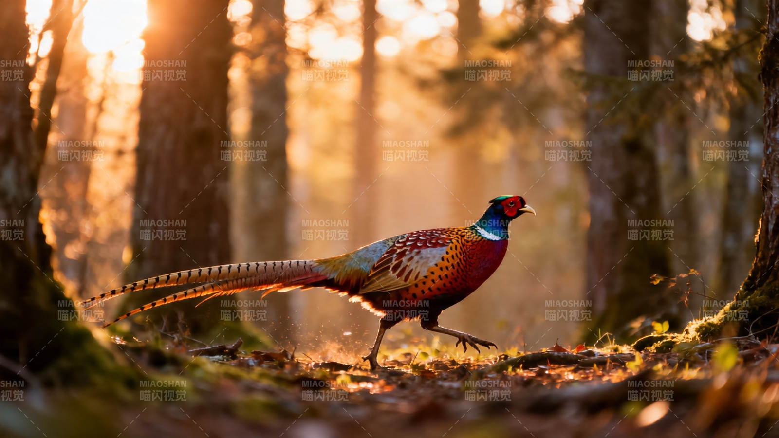林间雉鸡沐金光图片