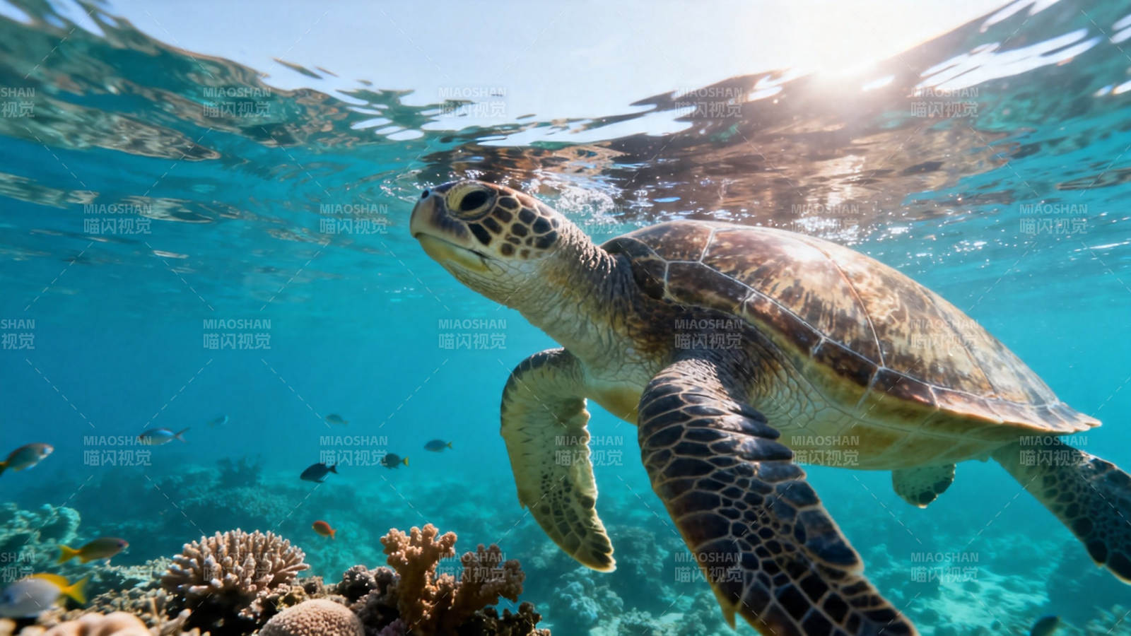 海龟悠游珊瑚间图片