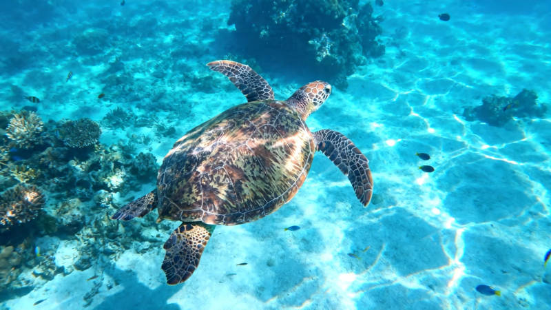 海龟悠游碧蓝珊瑚海图片