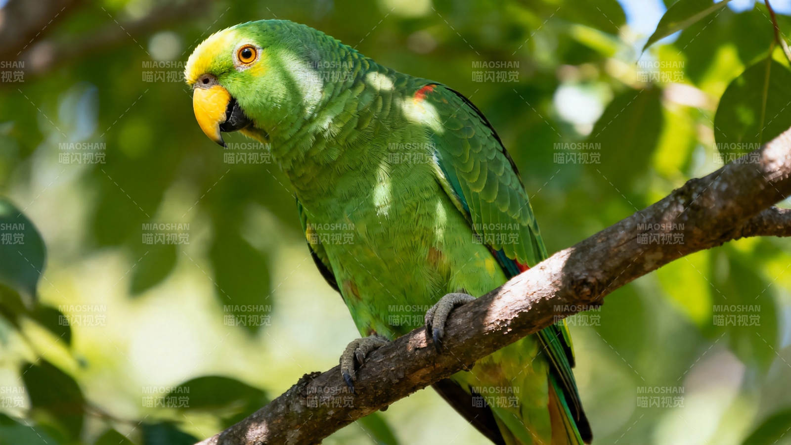 绿鹦鹉栖枝 黄喙点睛图片
