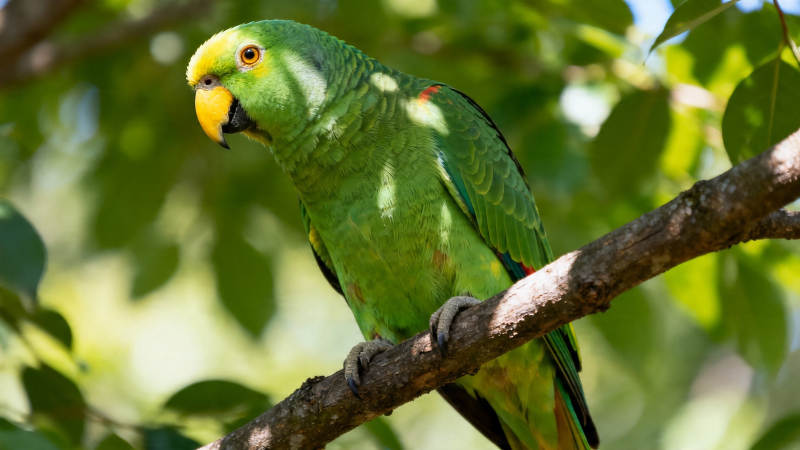 绿鹦鹉栖枝 黄喙点睛图片