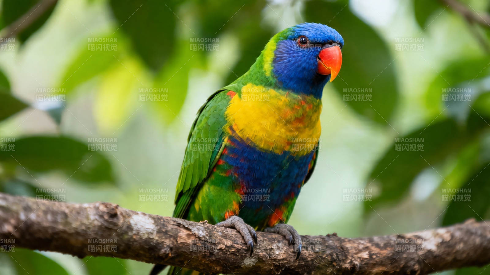 彩虹鹦鹉栖枝上图片