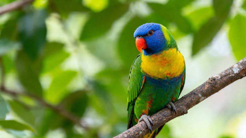 彩虹鹦鹉栖枝上图片