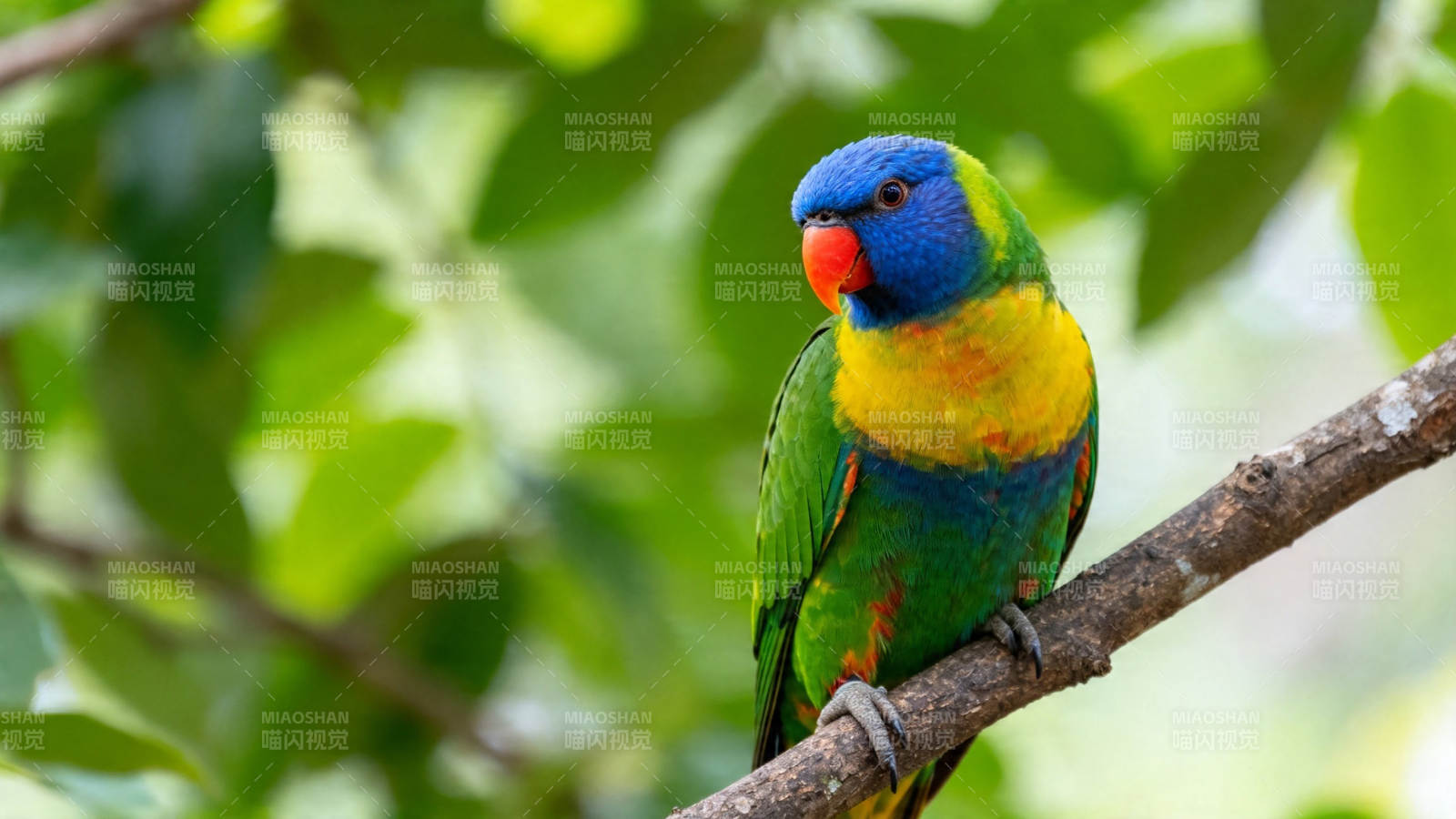 彩虹鹦鹉栖枝上图片