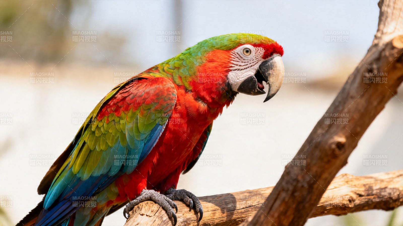 彩羽鹦鹉栖枝上图片