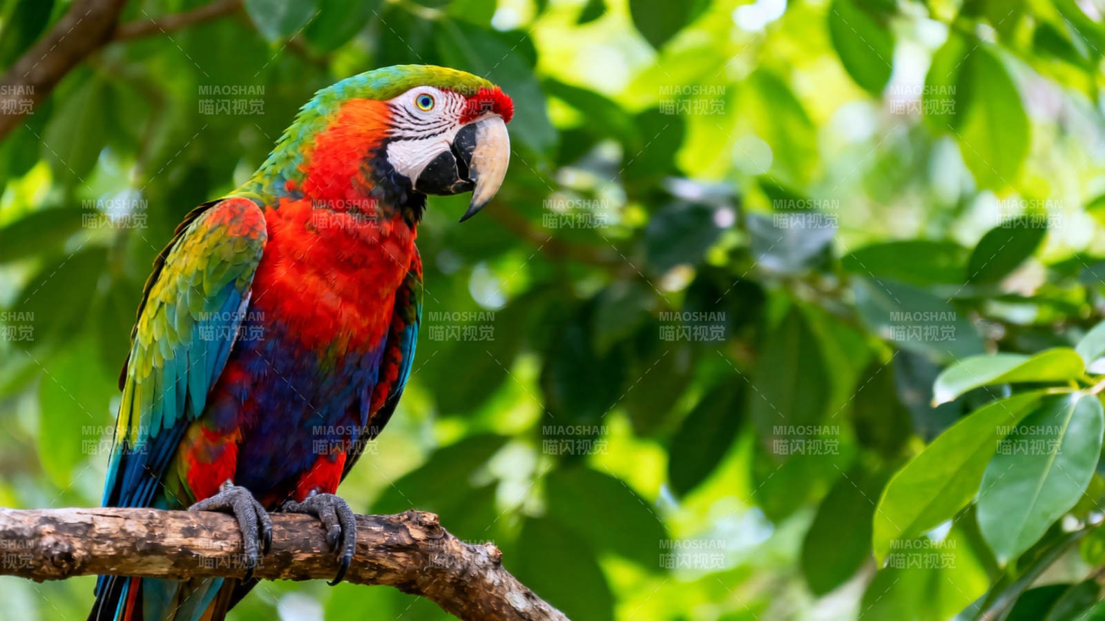 彩羽鹦鹉栖枝上图片
