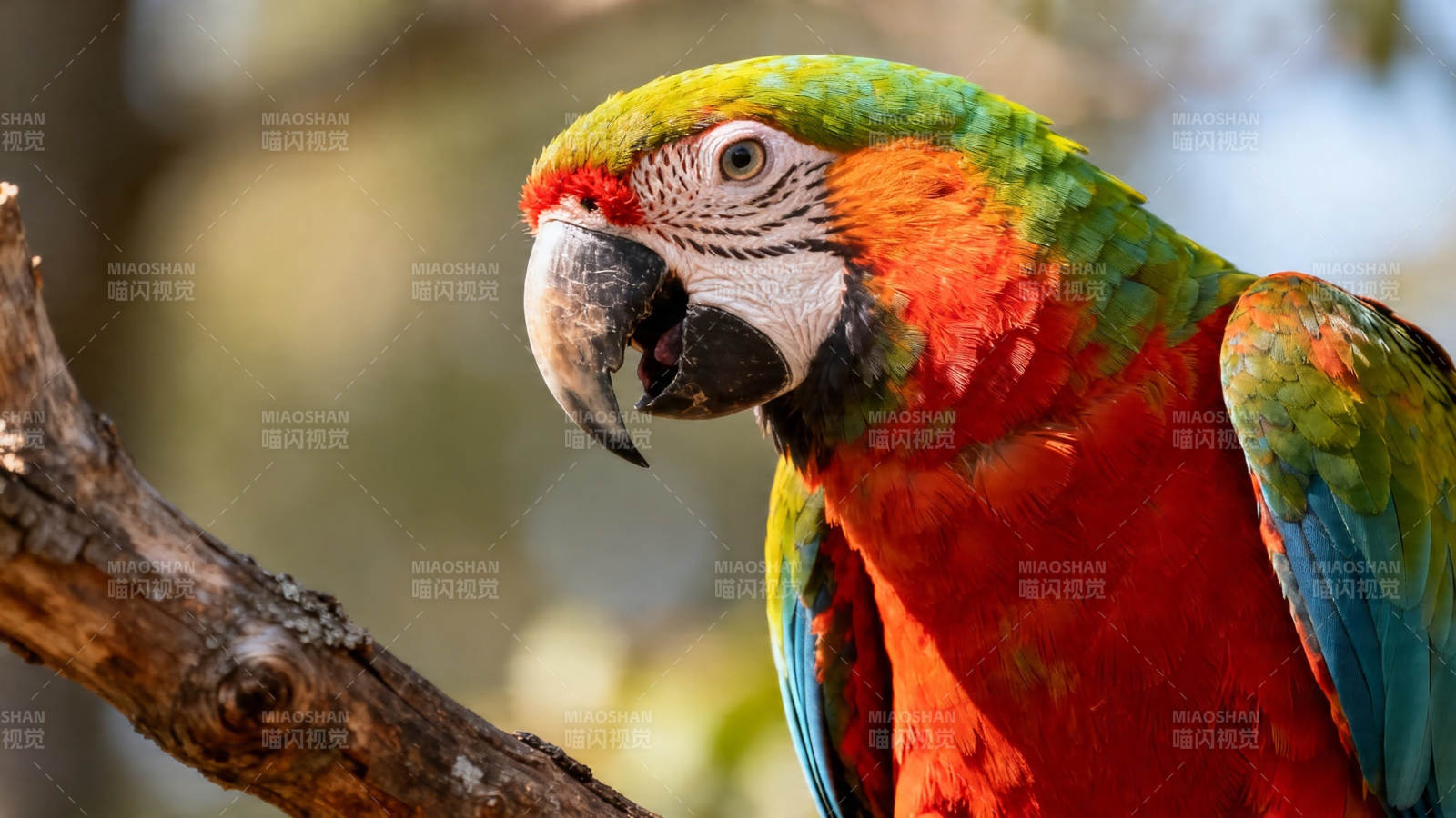彩羽鹦鹉栖枝头图片