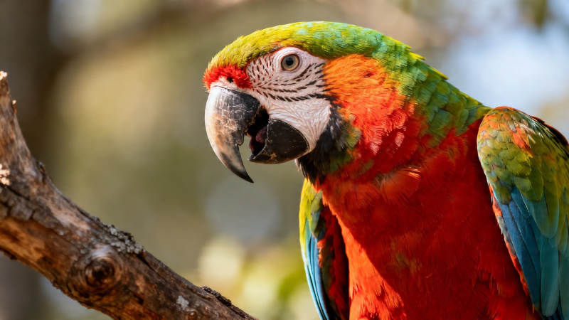 彩羽鹦鹉栖枝头图片