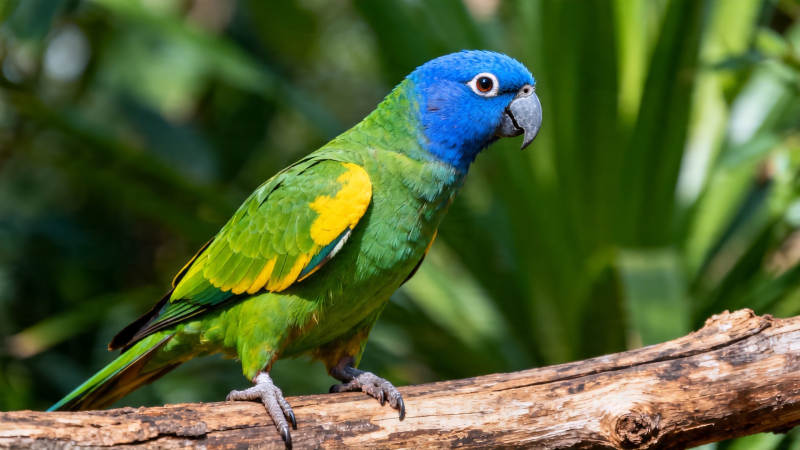 蓝头绿鹦鹉栖枝上图片