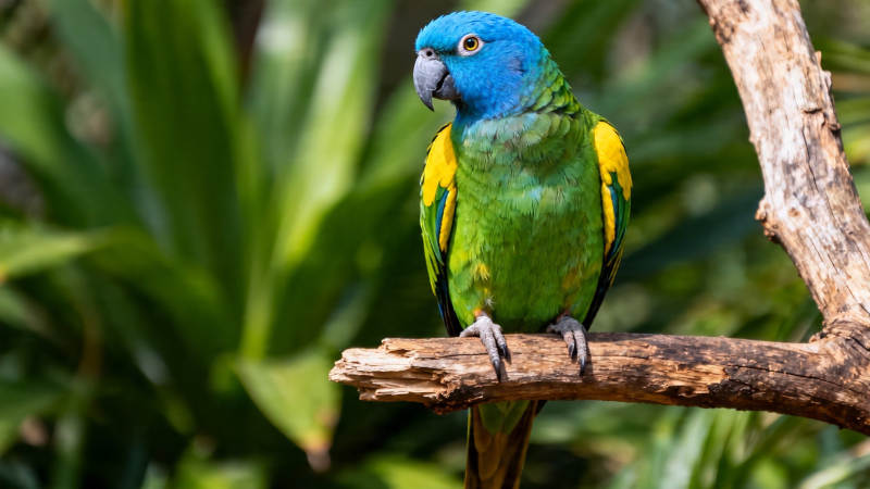 蓝头绿鹦鹉栖枝上图片
