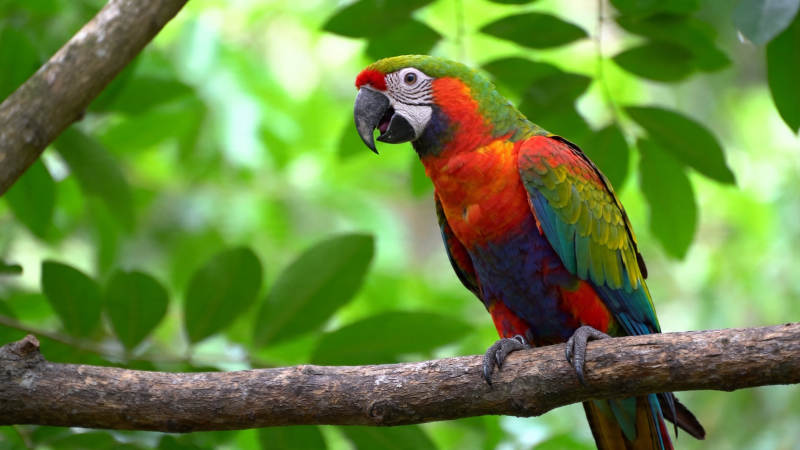 彩羽鹦鹉栖枝上图片