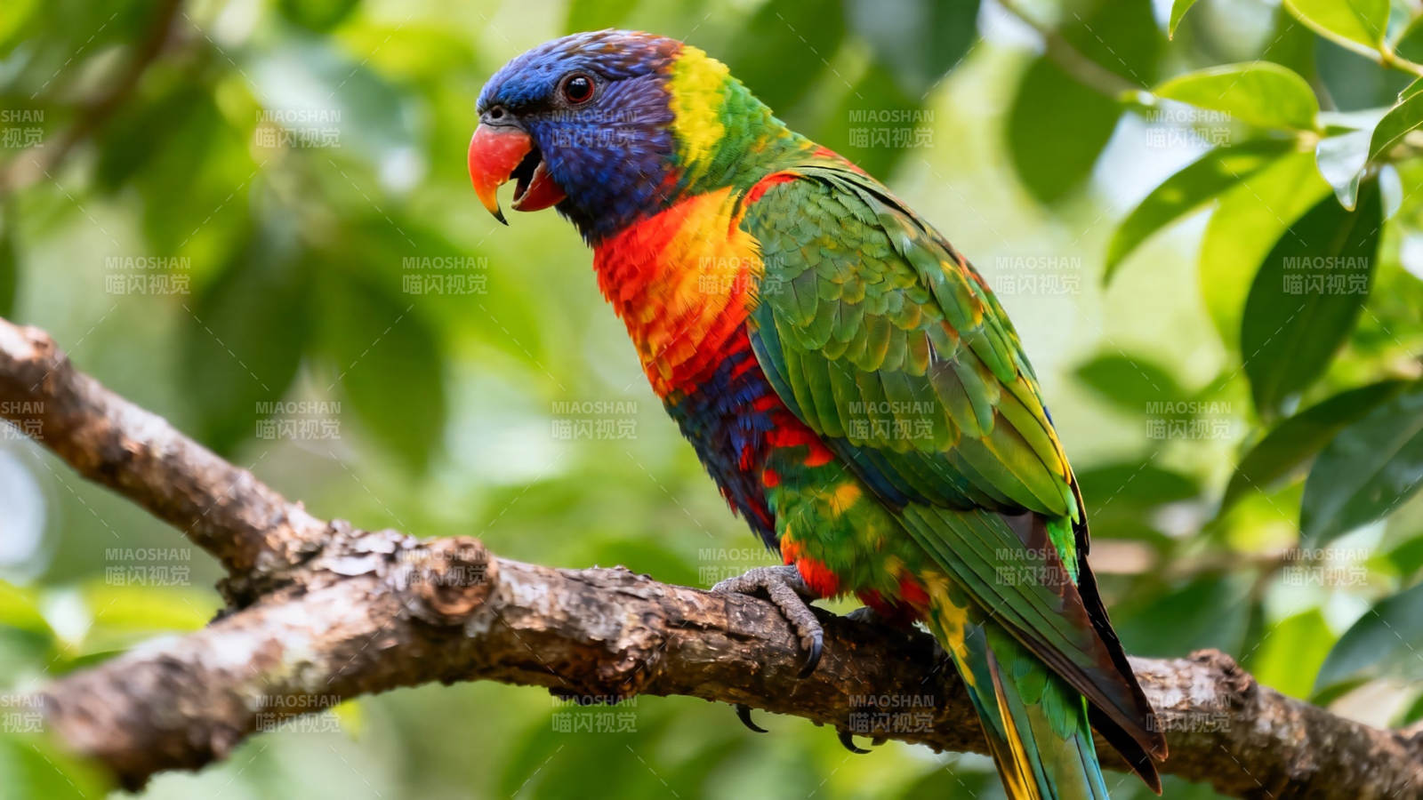 彩虹鹦鹉栖枝头图片
