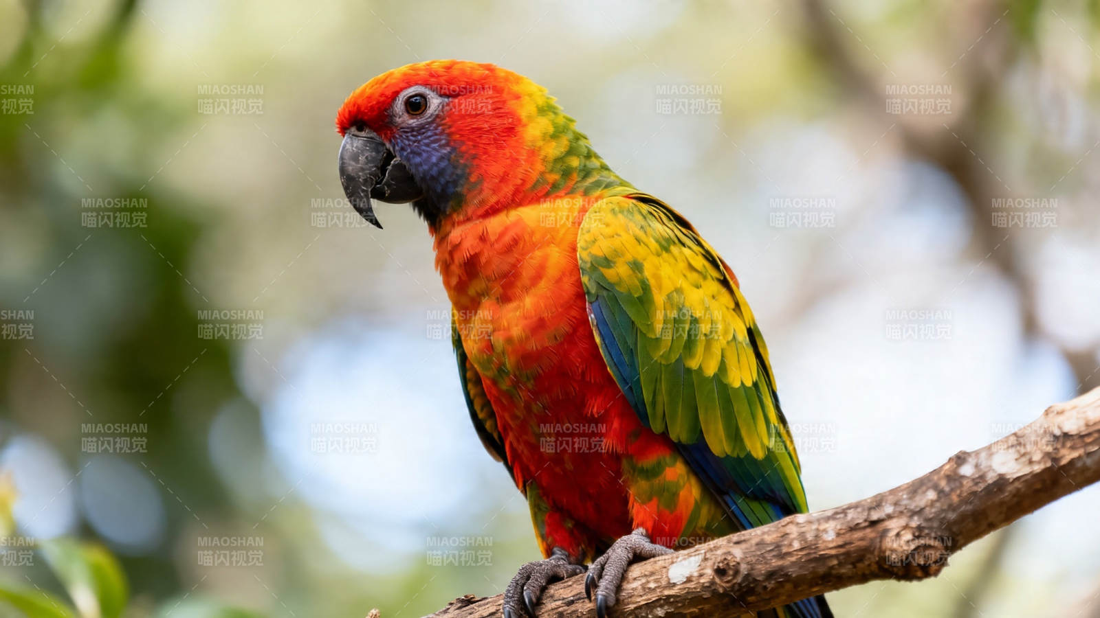 彩羽鹦鹉栖枝头图片
