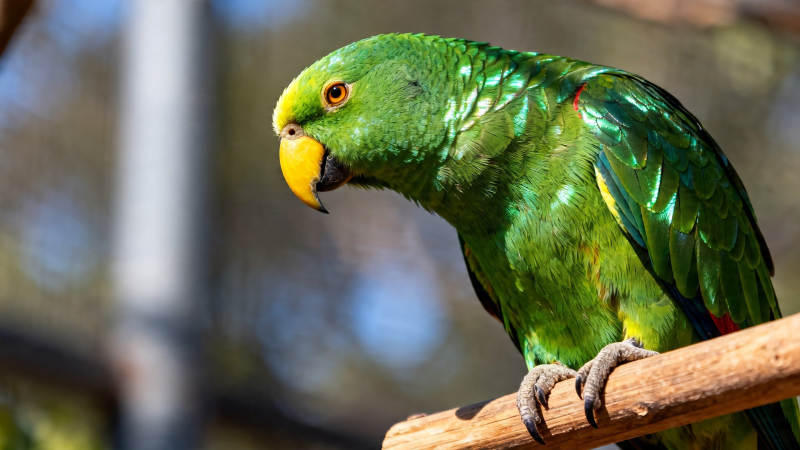 绿鹦鹉栖枝 黄喙亮羽映阳光图片