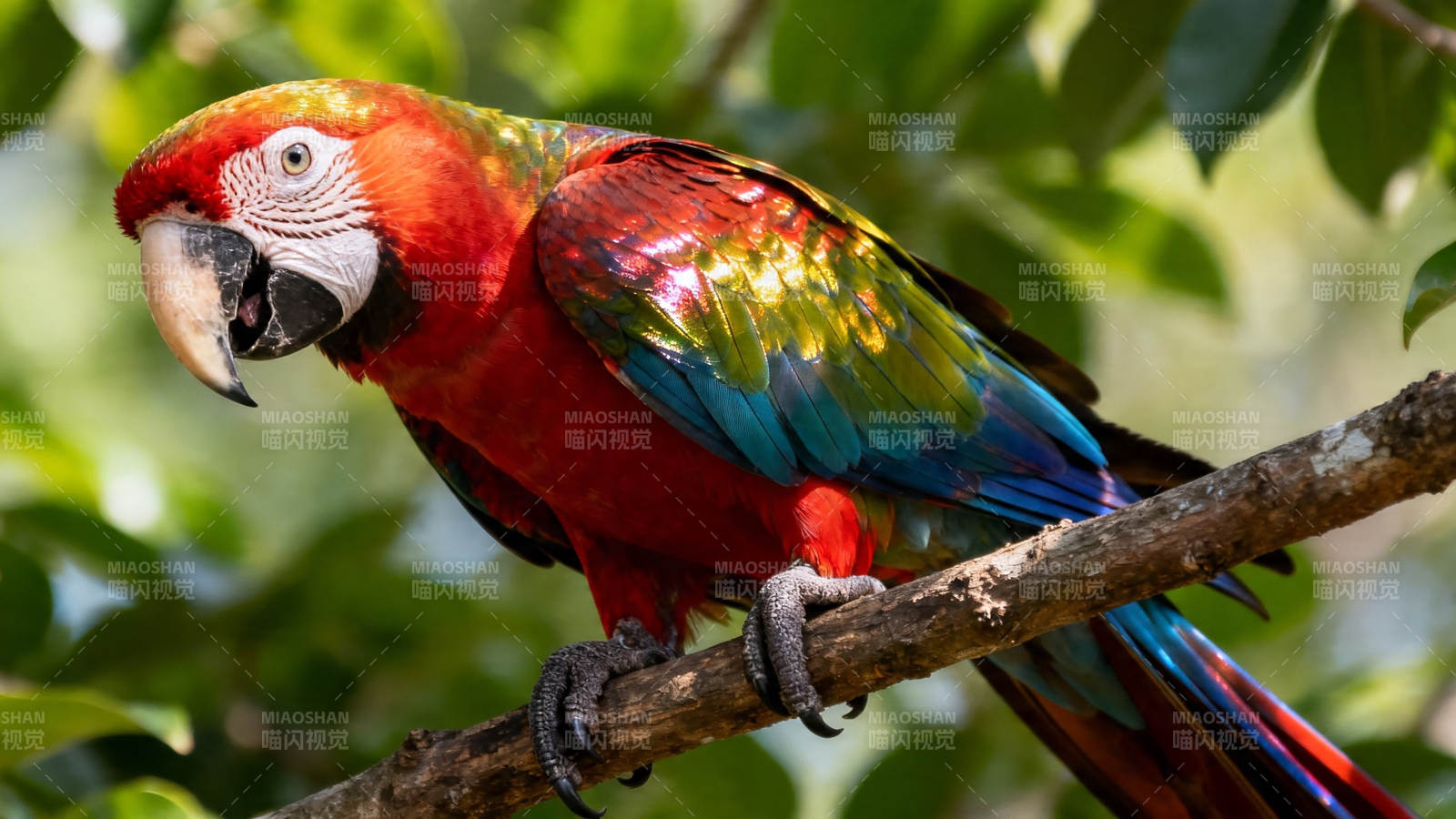彩羽鹦鹉栖枝上图片