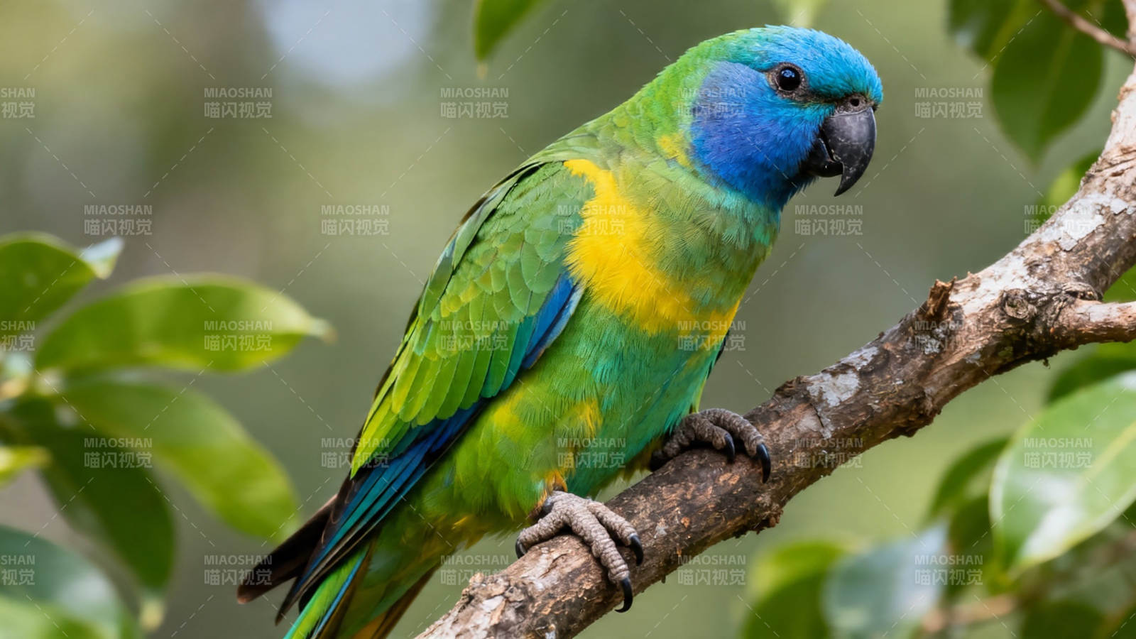 蓝头绿鹦鹉栖枝上图片