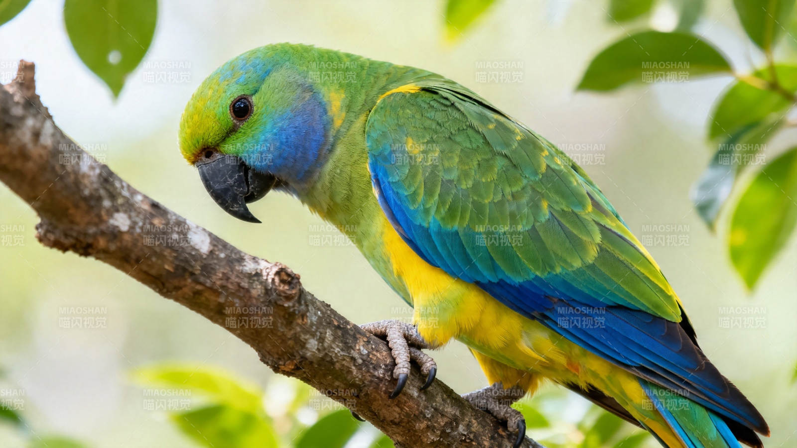 绿蓝黄鹦鹉栖枝上图片