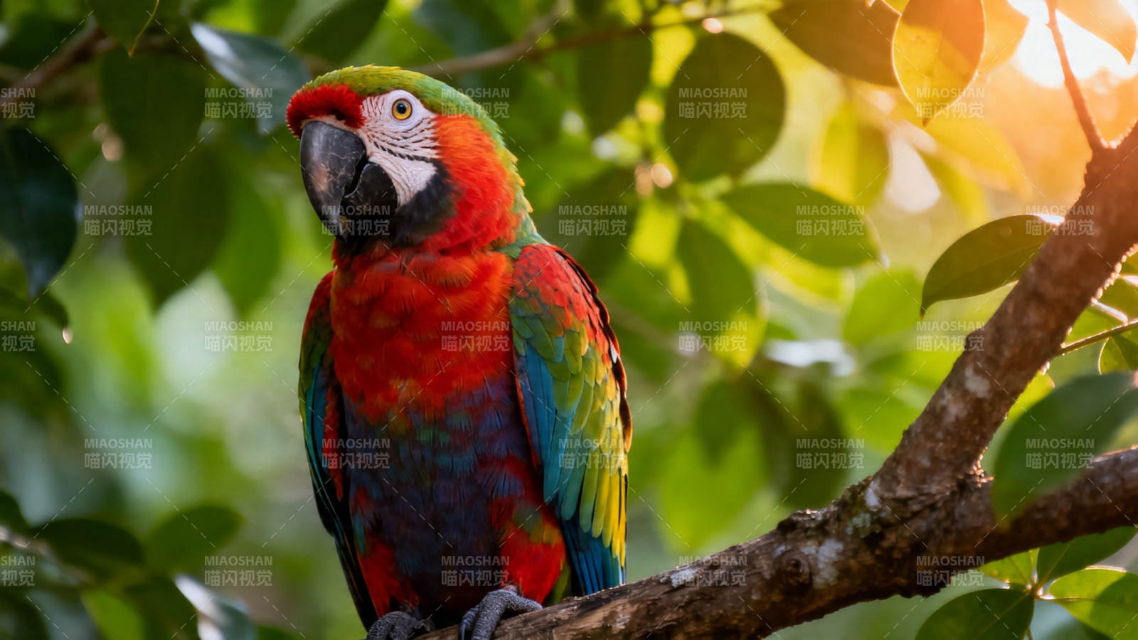 彩羽鹦鹉栖枝沐阳光图片
