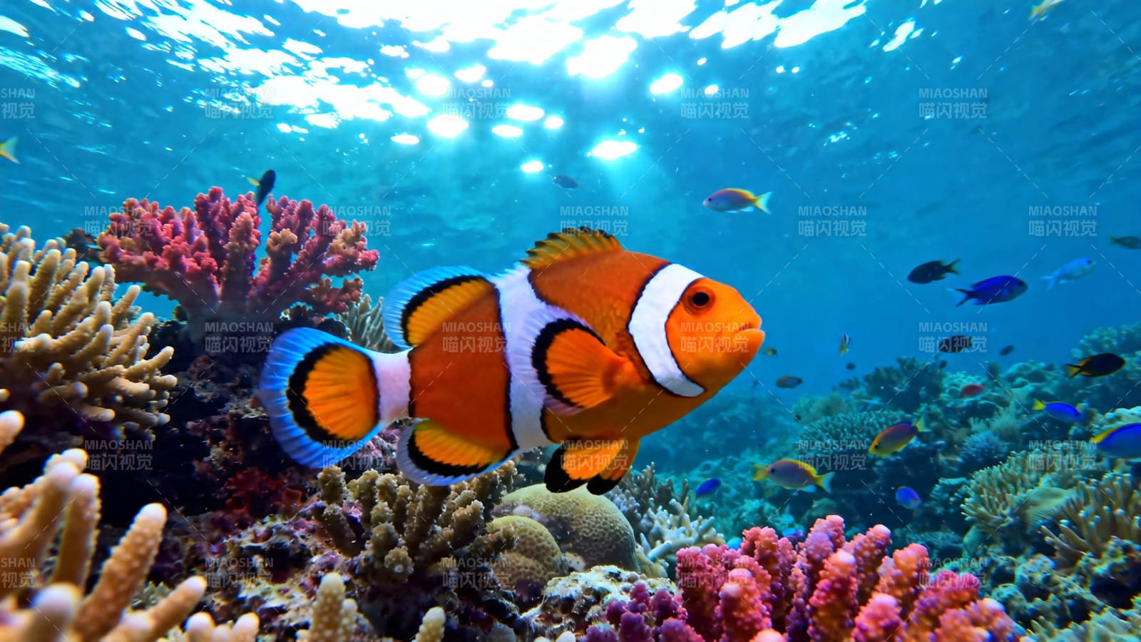 小丑鱼游珊瑚海图片