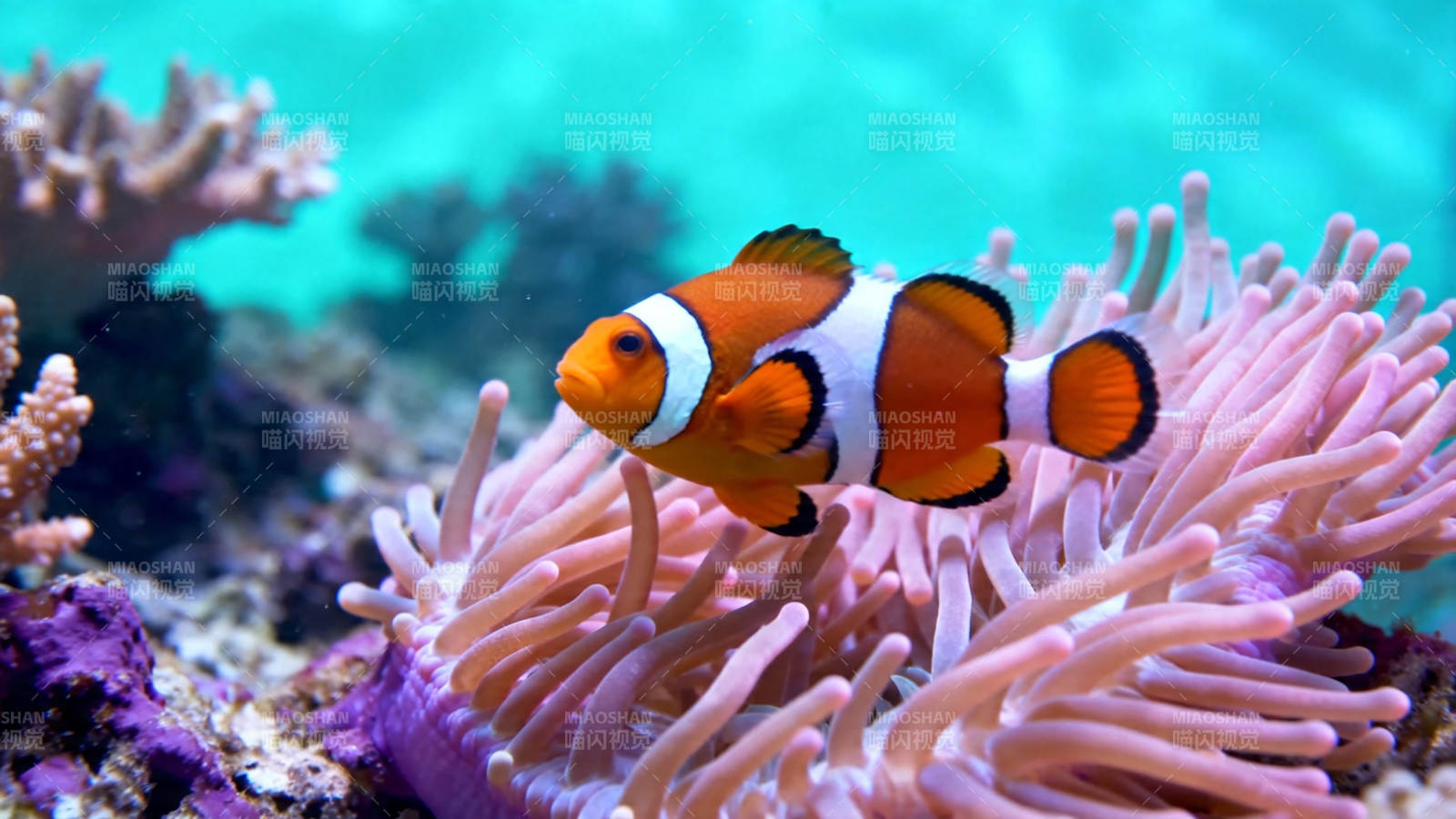 小丑鱼栖粉色海葵中图片