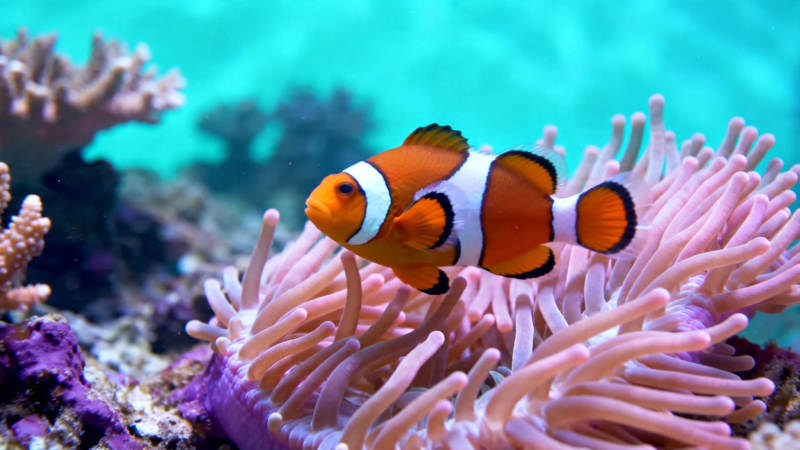 小丑鱼栖粉色海葵中图片