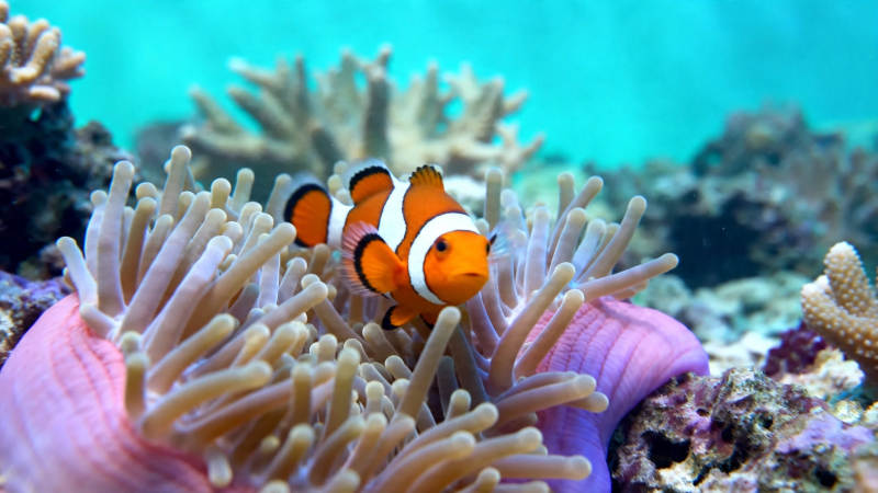 小丑鱼与海葵共舞图片