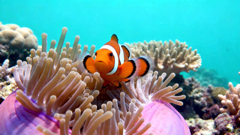 小丑鱼与海葵共舞图片